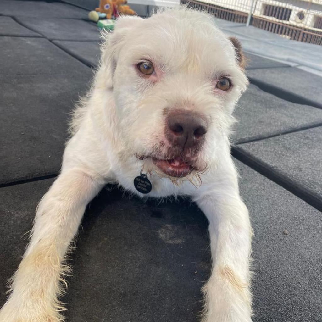 Kirby David, an adoptable Wirehaired Terrier in San Pablo, CA, 94803 | Photo Image 6