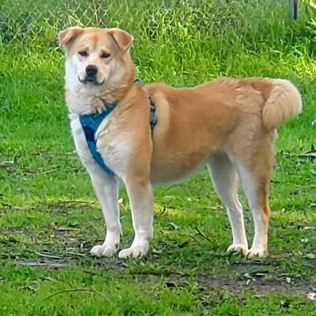 Chee Yoo, an adoptable Golden Retriever, Shiba Inu in San Pablo, CA, 94803 | Photo Image 2