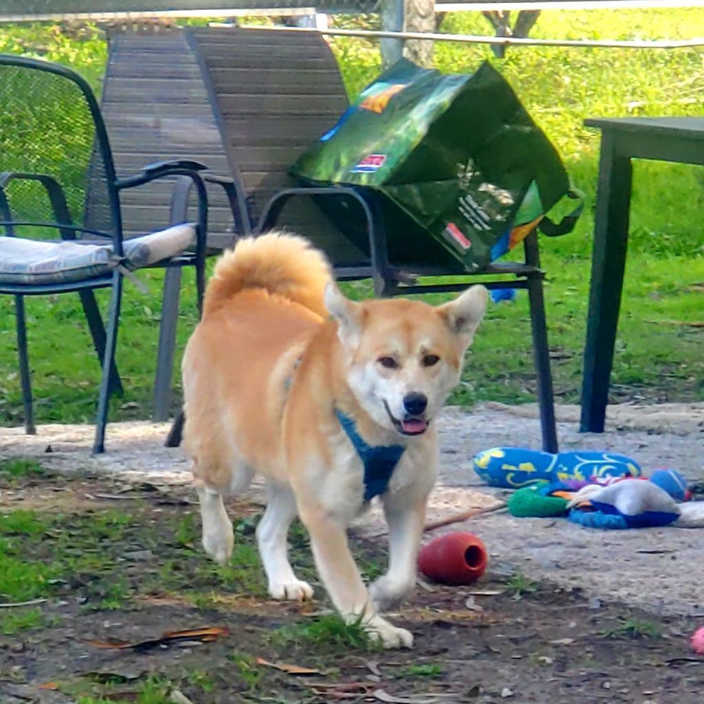 Chee Yoo, an adoptable Golden Retriever, Shiba Inu in San Pablo, CA, 94803 | Photo Image 3