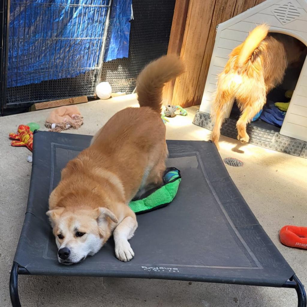 Chee Yoo, an adoptable Golden Retriever, Shiba Inu in San Pablo, CA, 94803 | Photo Image 4