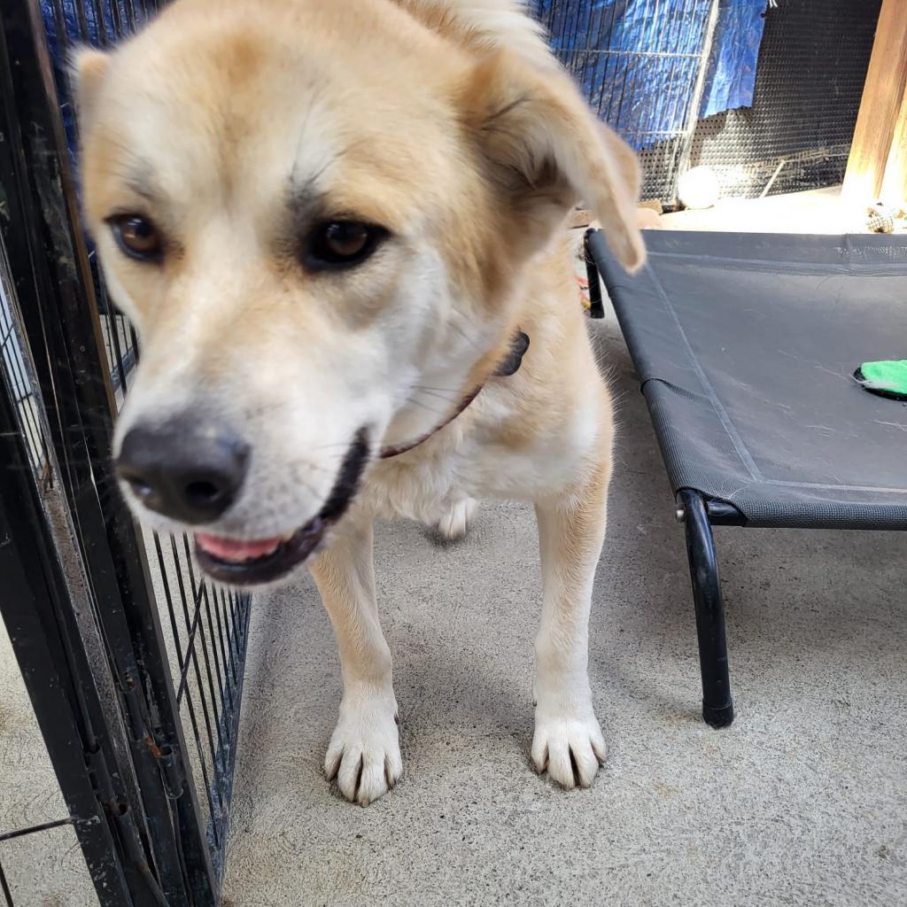 Chee Yoo, an adoptable Golden Retriever, Shiba Inu in San Pablo, CA, 94803 | Photo Image 5