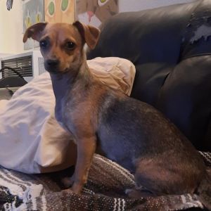 Nellie, Adult Female Terrier
