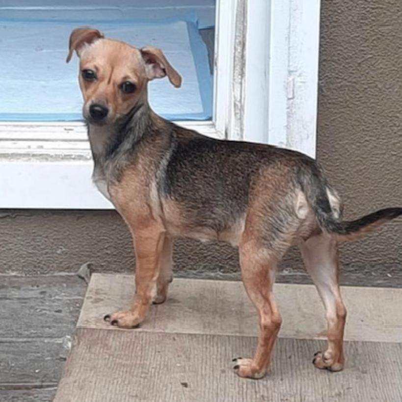 Nellie, an adoptable Terrier in San Pablo, CA, 94803 | Photo Image 3