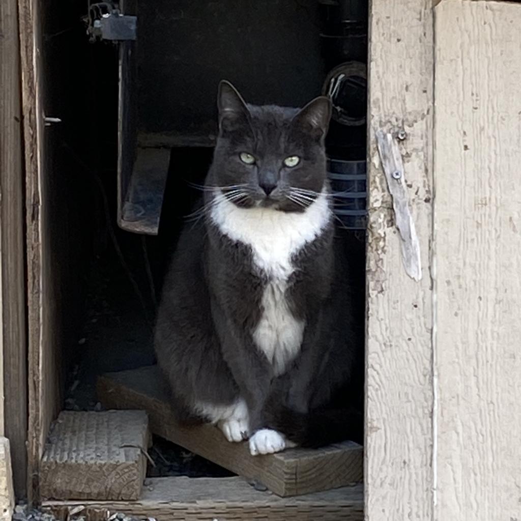 Phantom, an adoptable Domestic Short Hair in San Pablo, CA, 94803 | Photo Image 1