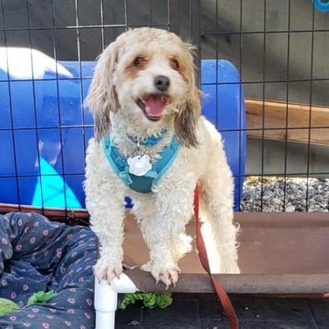 Jesse, an adoptable Poodle in San Pablo, CA, 94803 | Photo Image 1