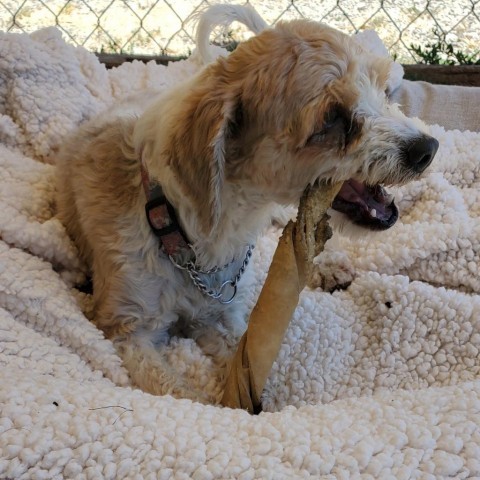 Jesse, an adoptable Poodle in San Pablo, CA, 94803 | Photo Image 2