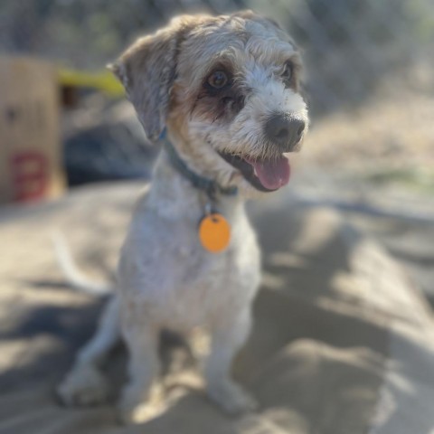 Jesse, an adoptable Poodle in San Pablo, CA, 94803 | Photo Image 3