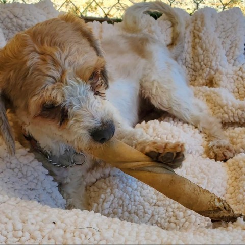 Jesse, an adoptable Poodle in San Pablo, CA, 94803 | Photo Image 3