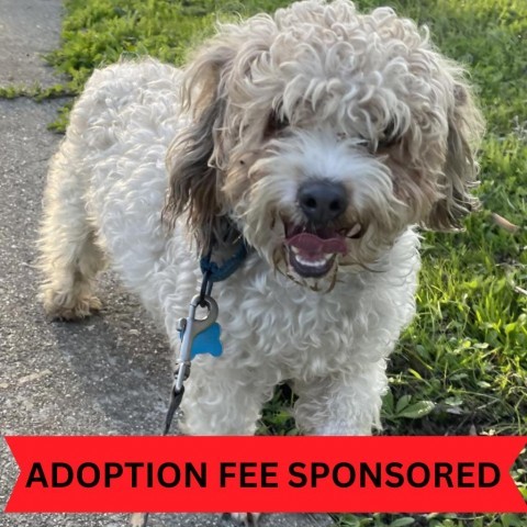 Jesse, an adoptable Poodle in San Pablo, CA, 94803 | Photo Image 4