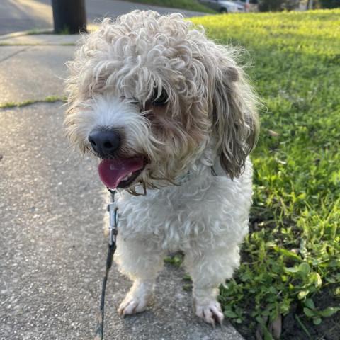 Jesse, an adoptable Poodle in San Pablo, CA, 94803 | Photo Image 5