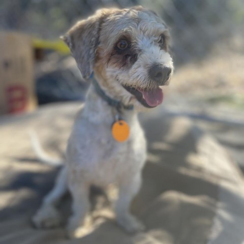 Jesse, an adoptable Poodle in San Pablo, CA, 94803 | Photo Image 6