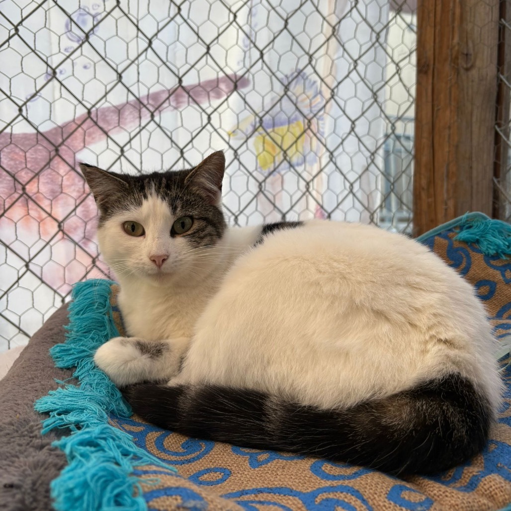 Rio, an adoptable Domestic Short Hair in San Pablo, CA, 94803 | Photo Image 1