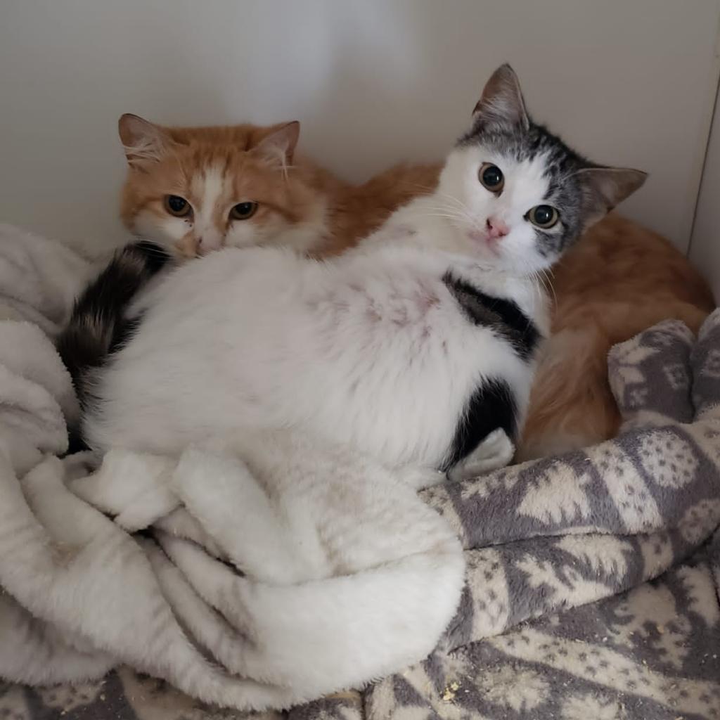 Rio, an adoptable Domestic Short Hair in San Pablo, CA, 94803 | Photo Image 2