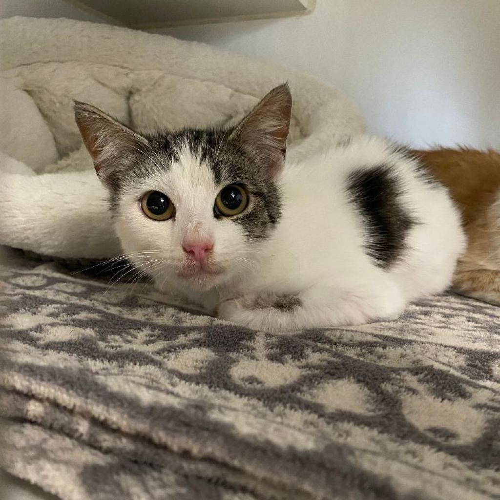 Rio, an adoptable Domestic Short Hair in San Pablo, CA, 94803 | Photo Image 3