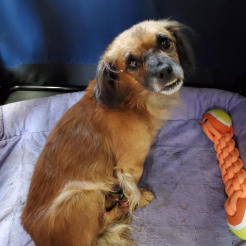 Scooter, an adoptable Pekingese, Mixed Breed in San Pablo, CA, 94803 | Photo Image 2