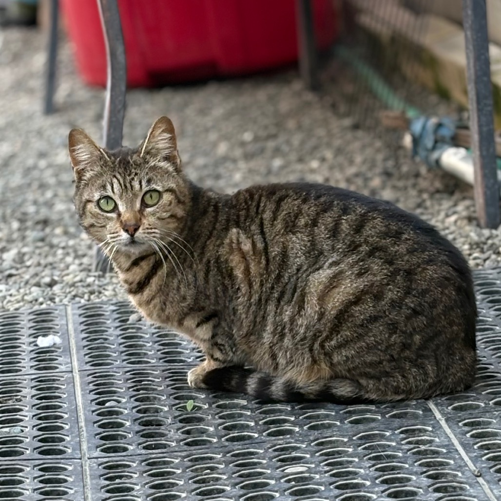 Cana, an adoptable American Shorthair in San Pablo, CA, 94803 | Photo Image 1