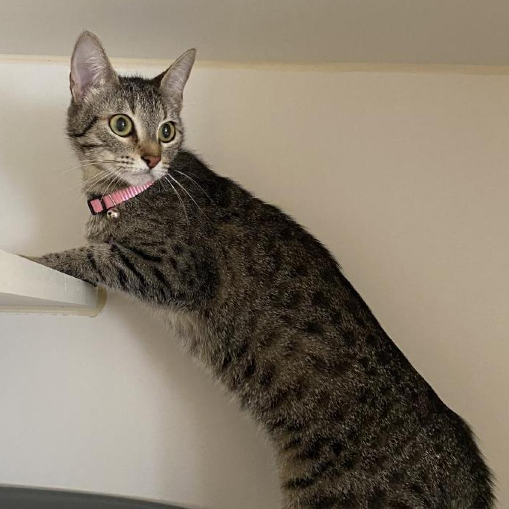 Cana, an adoptable American Shorthair in San Pablo, CA, 94803 | Photo Image 2