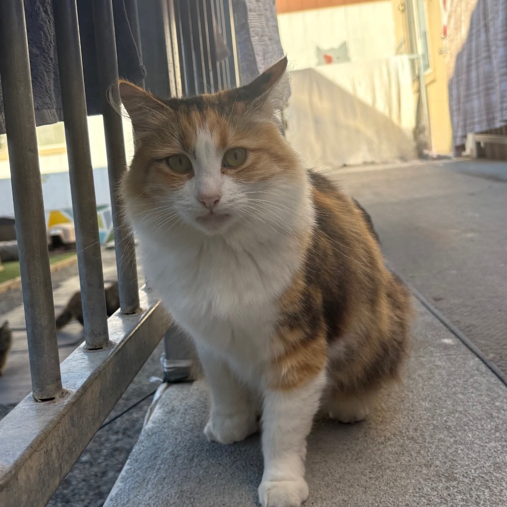Pia, an adoptable Domestic Long Hair in San Pablo, CA, 94803 | Photo Image 1