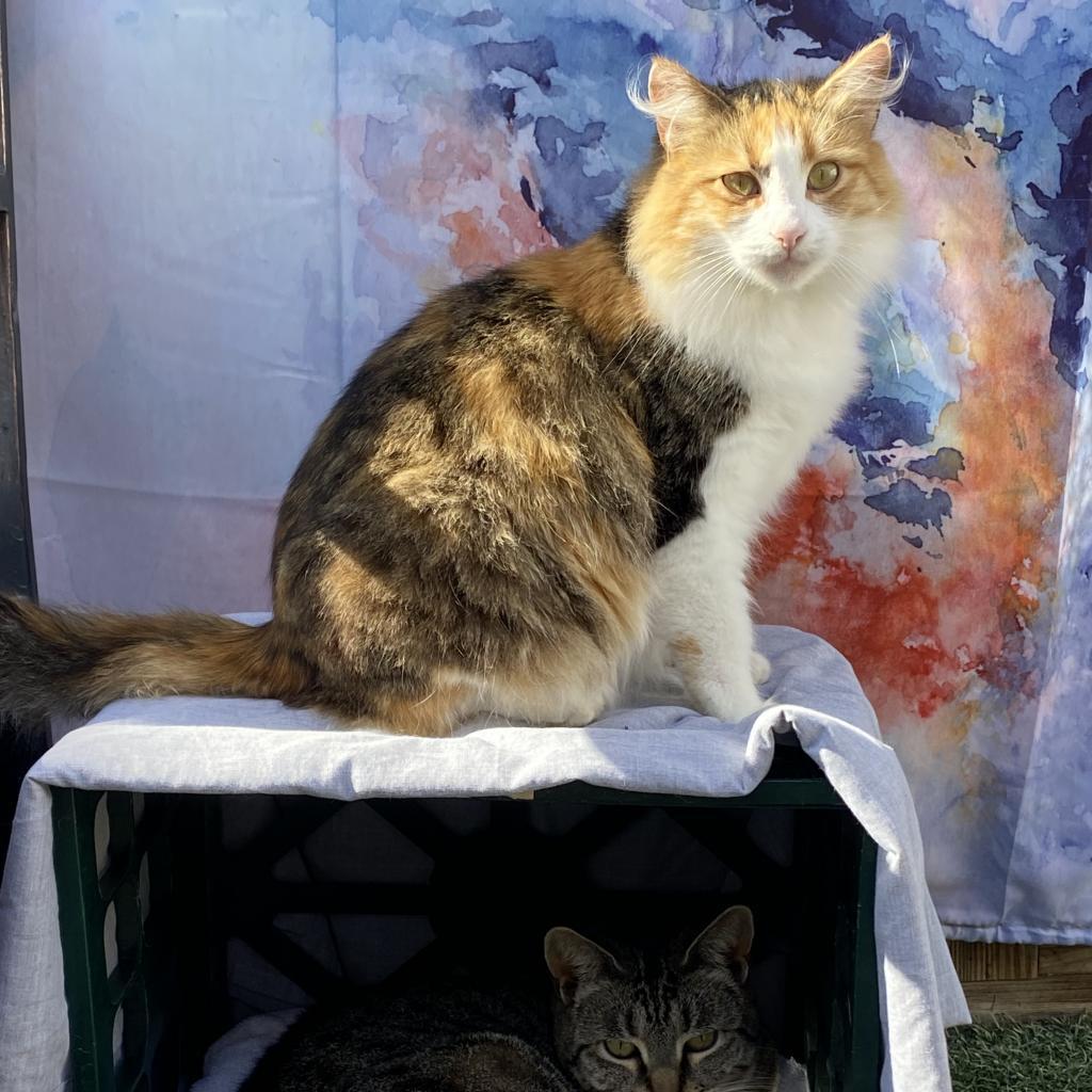 Pia, an adoptable Domestic Long Hair in San Pablo, CA, 94803 | Photo Image 2