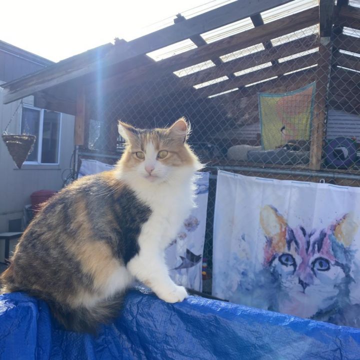 Pia 3