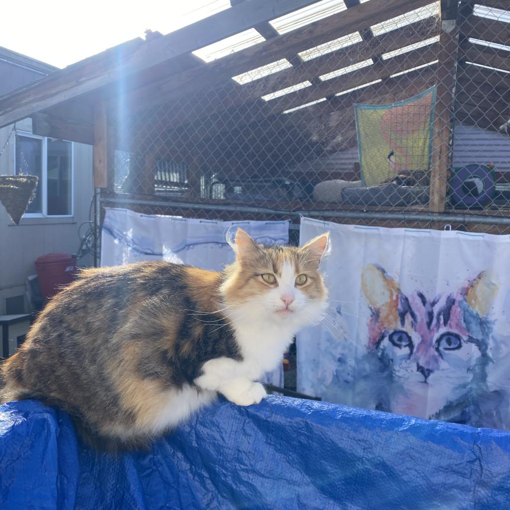 Pia, an adoptable Domestic Long Hair in San Pablo, CA, 94803 | Photo Image 3