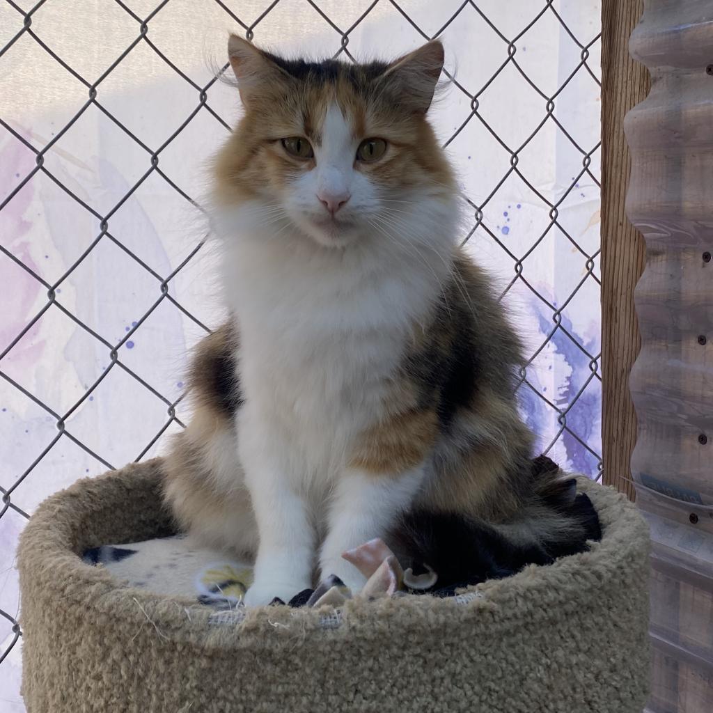 Pia, an adoptable Domestic Long Hair in San Pablo, CA, 94803 | Photo Image 4