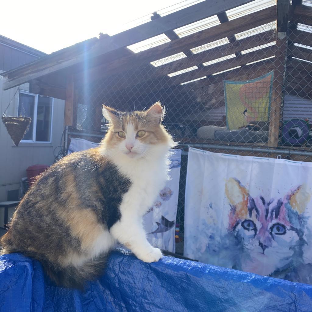 Pia, an adoptable Domestic Long Hair in San Pablo, CA, 94803 | Photo Image 4