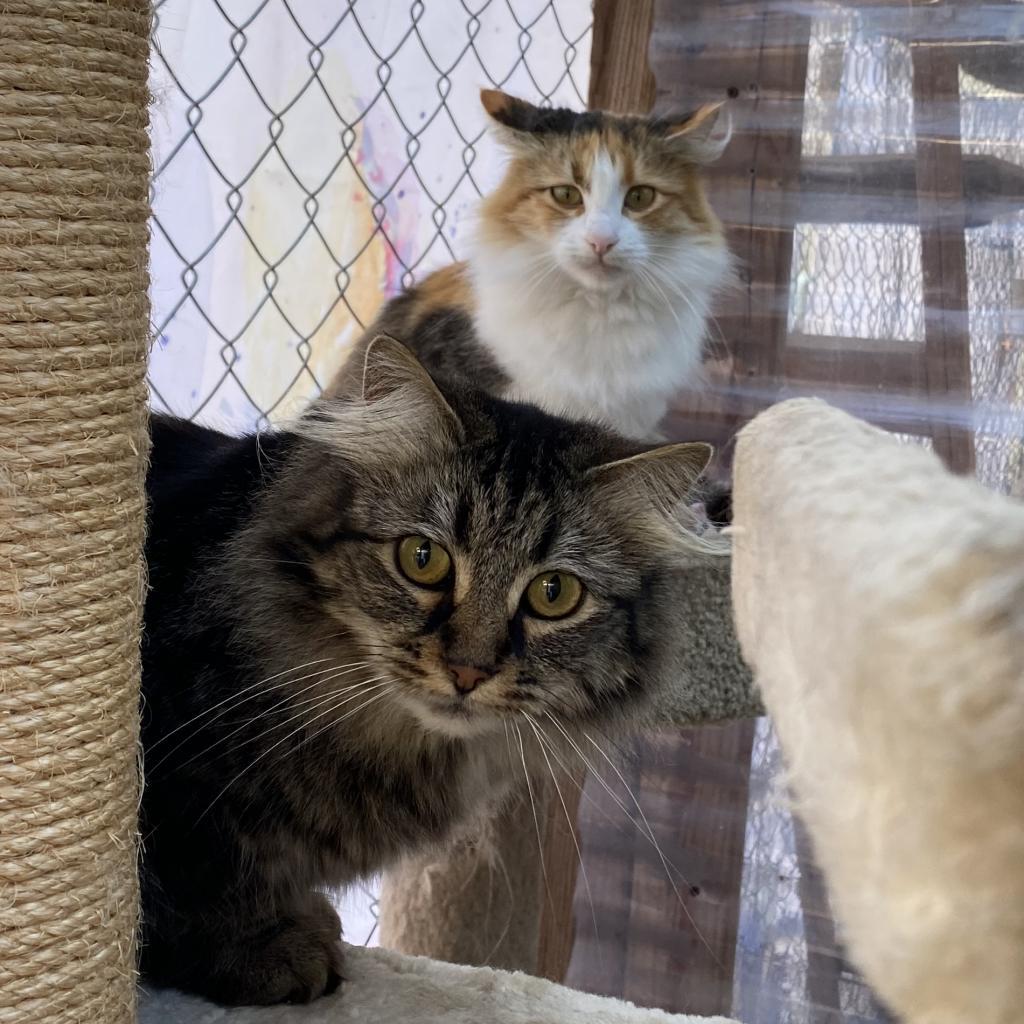 Pia, an adoptable Domestic Long Hair in San Pablo, CA, 94803 | Photo Image 6