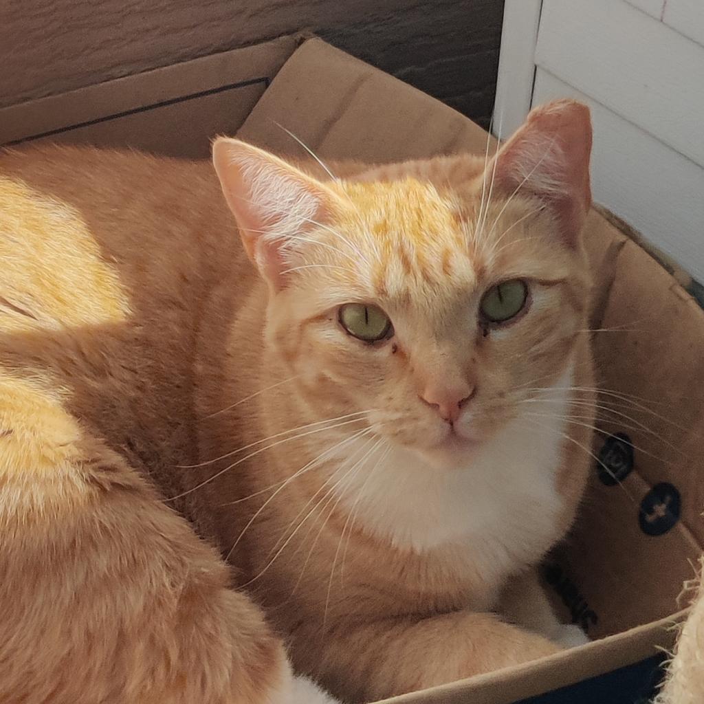 Hera, an adoptable Domestic Short Hair in San Pablo, CA, 94803 | Photo Image 1