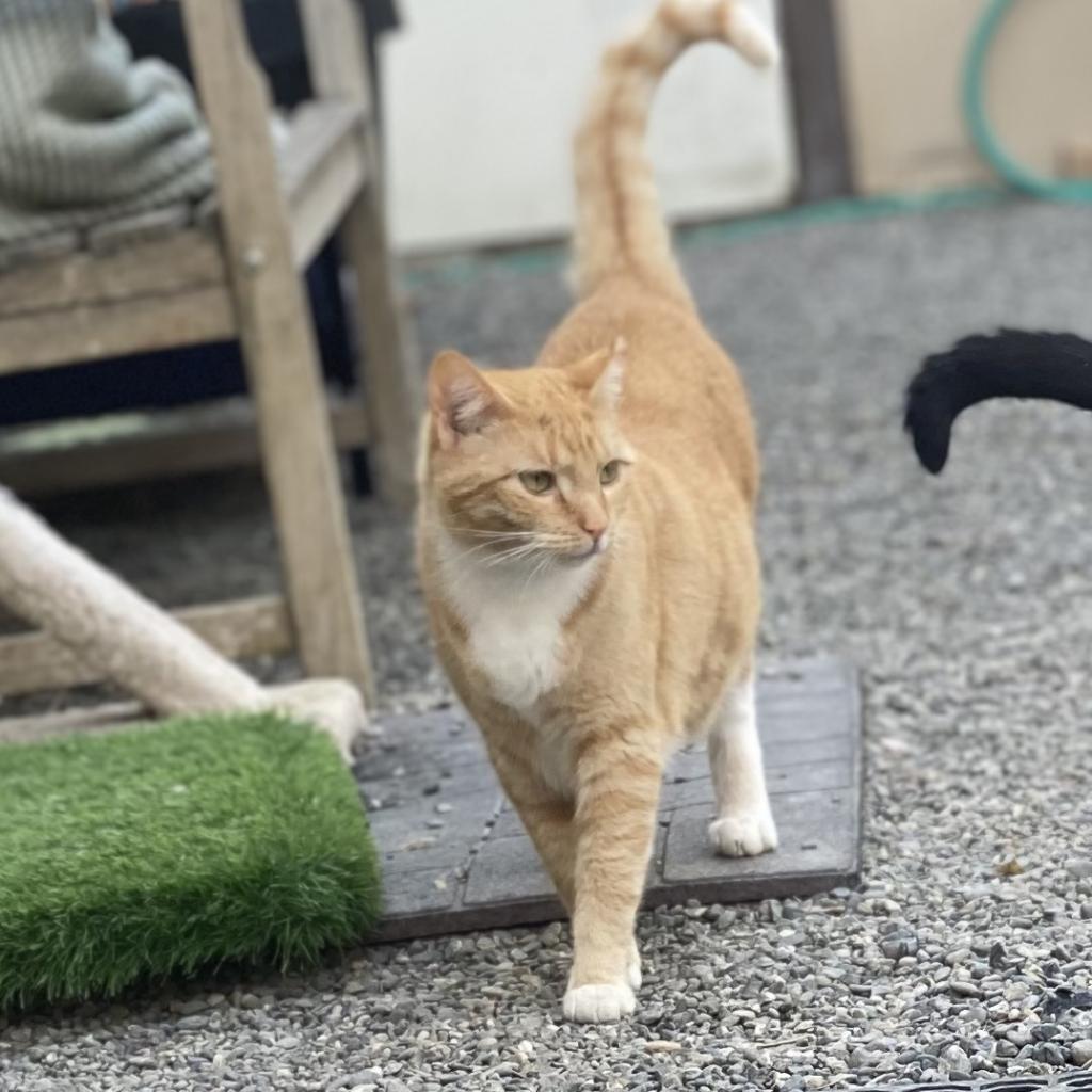 Hera, an adoptable Domestic Short Hair in San Pablo, CA, 94803 | Photo Image 2