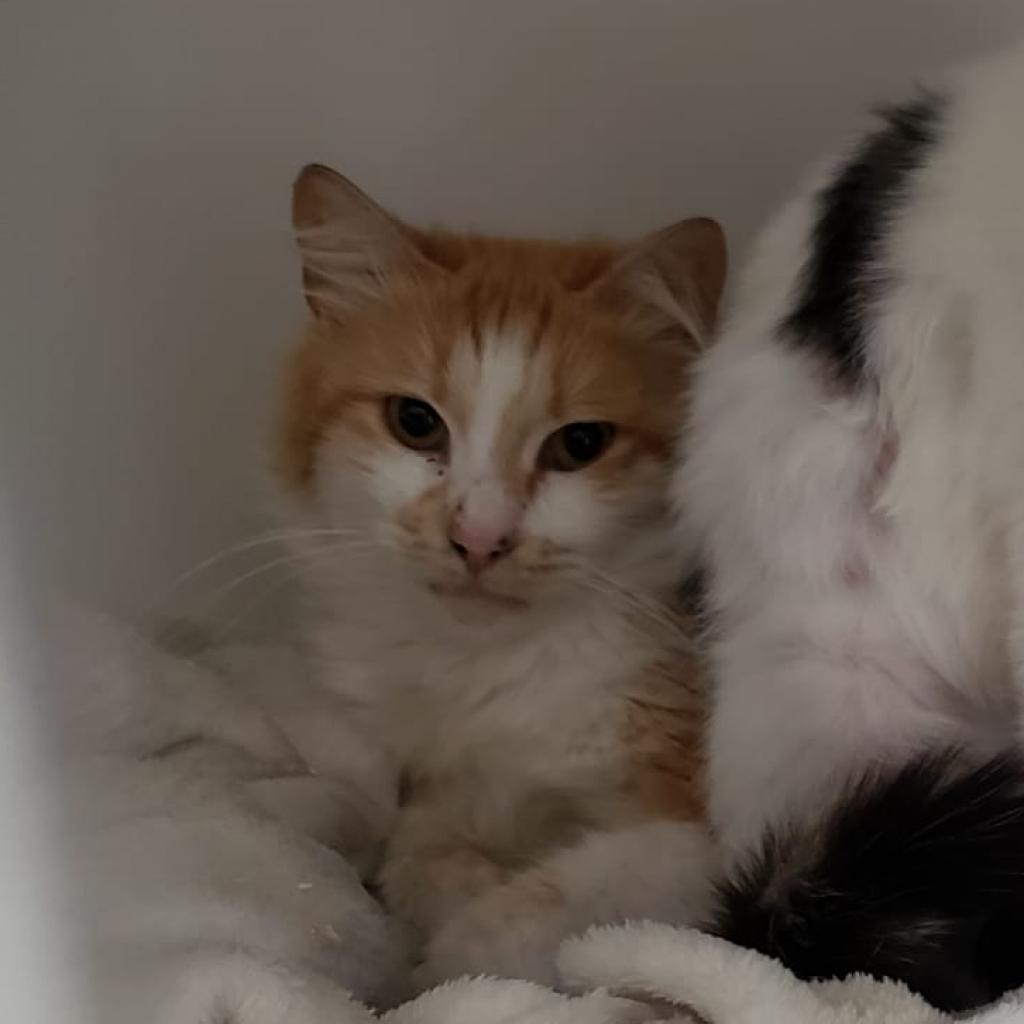 Leo, an adoptable Domestic Medium Hair in San Pablo, CA, 94803 | Photo Image 1