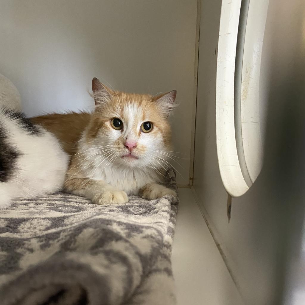 Leo, an adoptable Domestic Medium Hair in San Pablo, CA, 94803 | Photo Image 2