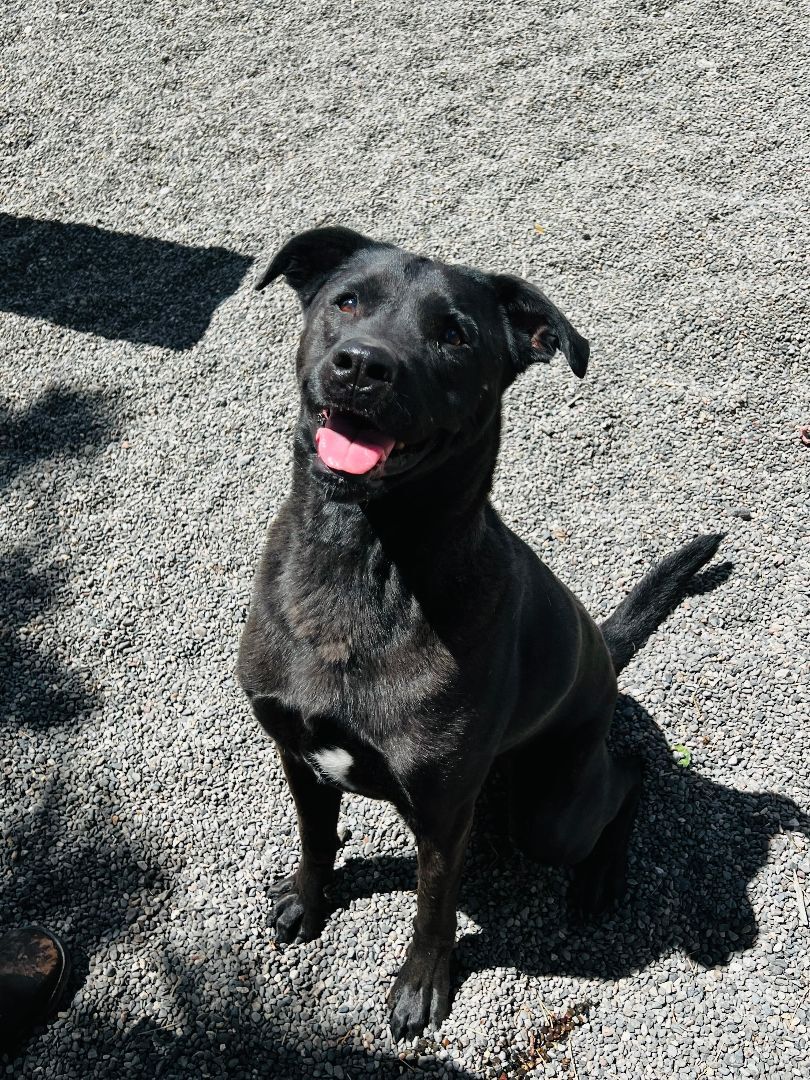 Banjo, an adoptable Black Labrador Retriever in Redmond, OR, 97756 | Photo Image 1