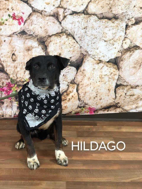Hildalgo, an adoptable Shepherd Mix in Weatherford, TX_image-1