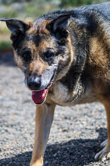 Grizzy, an adoptable German Shepherd Dog in Redmond, OR, 97756 | Photo Image 1