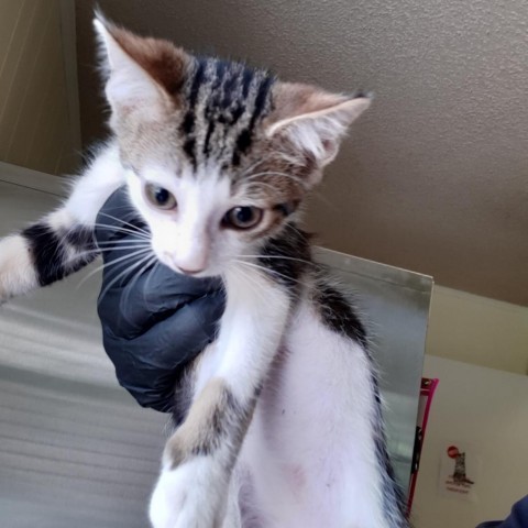 Grady, an adoptable Domestic Short Hair in Green Cove Springs, FL, 32043 | Photo Image 1