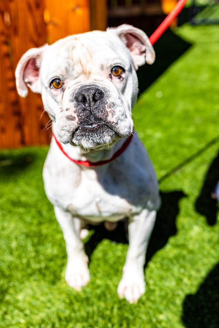 George, an adoptable English Bulldog Mix in Naperville, IL_image-1