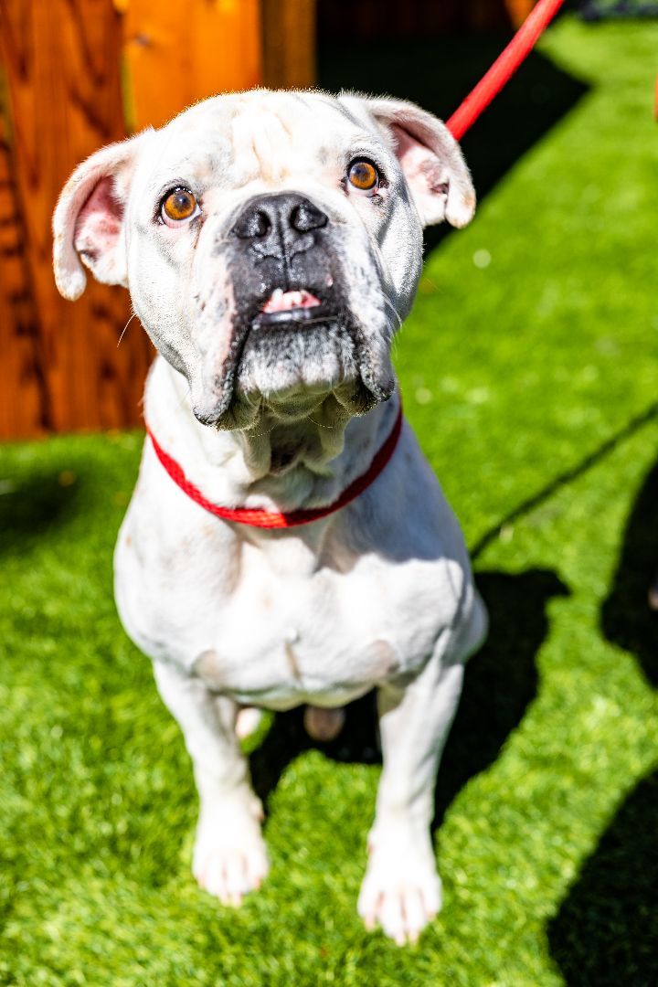 George, an adoptable English Bulldog Mix in Naperville, IL_image-3