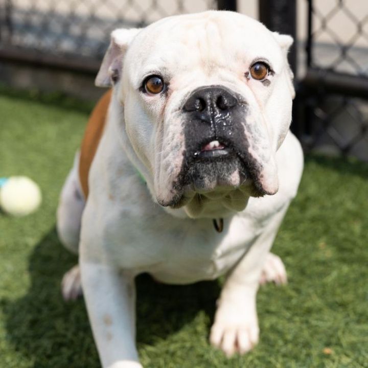 George, an adoptable English Bulldog Mix in Naperville, IL_image-5