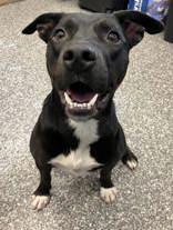 Nathan, an adoptable Pit Bull Terrier, Terrier in Redmond, OR, 97756 | Photo Image 1
