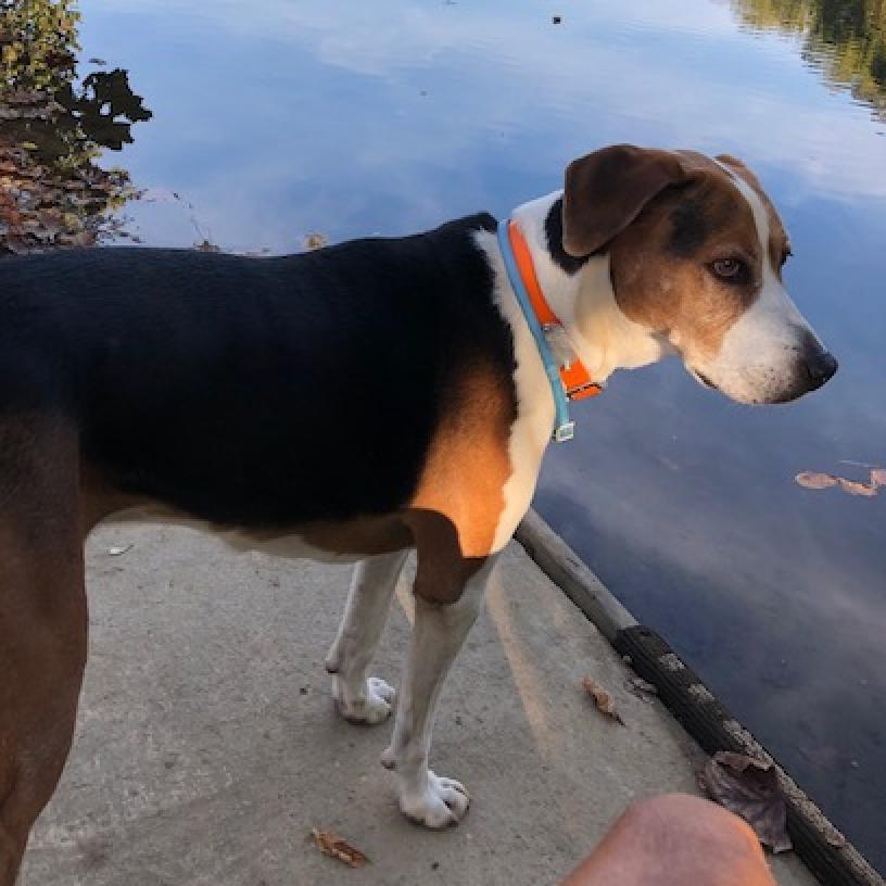 Buddy - MISSING, an adoptable Black and Tan Coonhound in Lynchburg, VA, 24502 | Photo Image 1