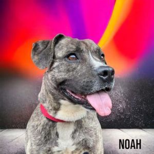 Noah