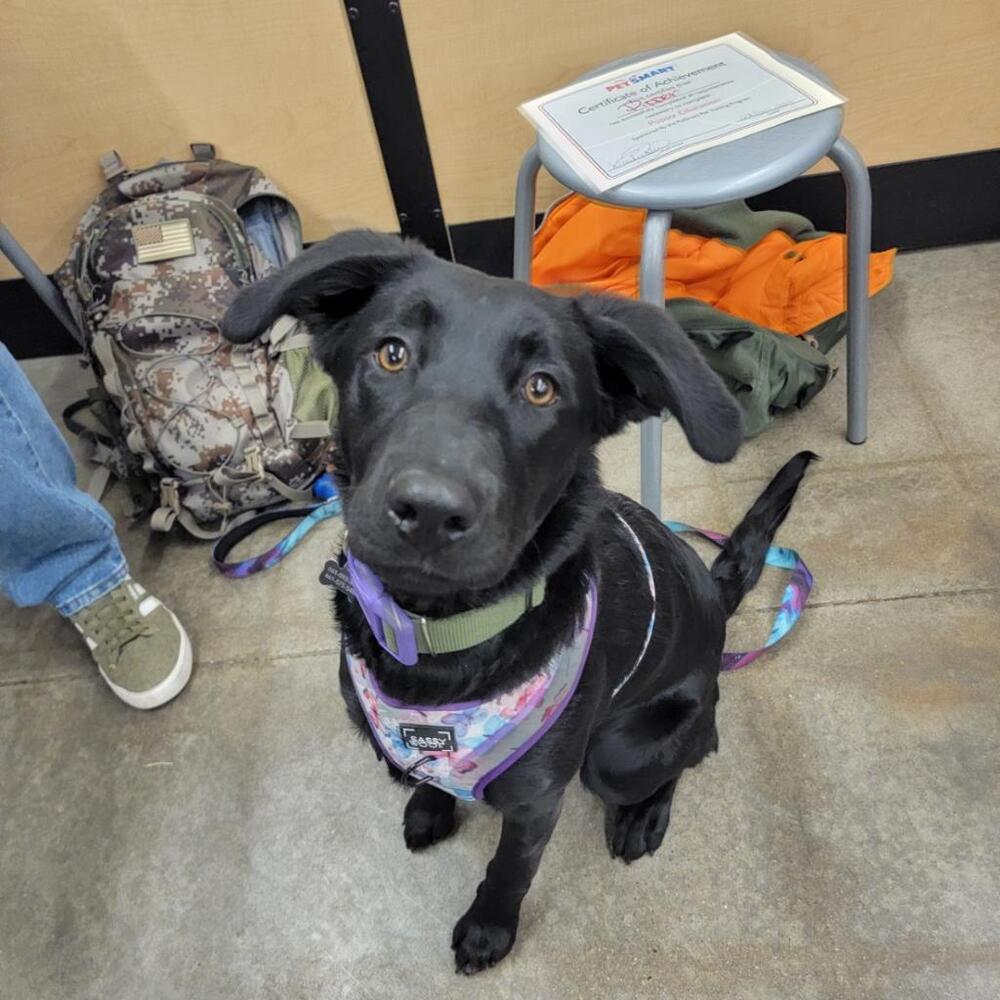 Mama Sicily Puppy - Catania (Pipper) SP, an adoptable Flat-Coated Retriever, Basenji in Lakewood, CO, 80227 | Photo Image 3