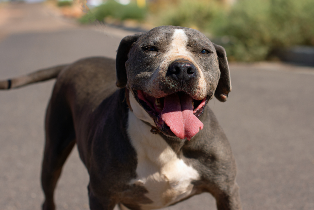 Gus, an adoptable Staffordshire Bull Terrier, Mixed Breed in Page, AZ, 86040 | Photo Image 1