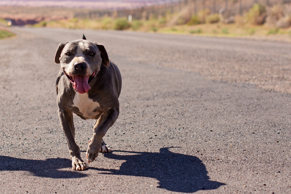 Gus, an adoptable Staffordshire Bull Terrier, Mixed Breed in Page, AZ, 86040 | Photo Image 2