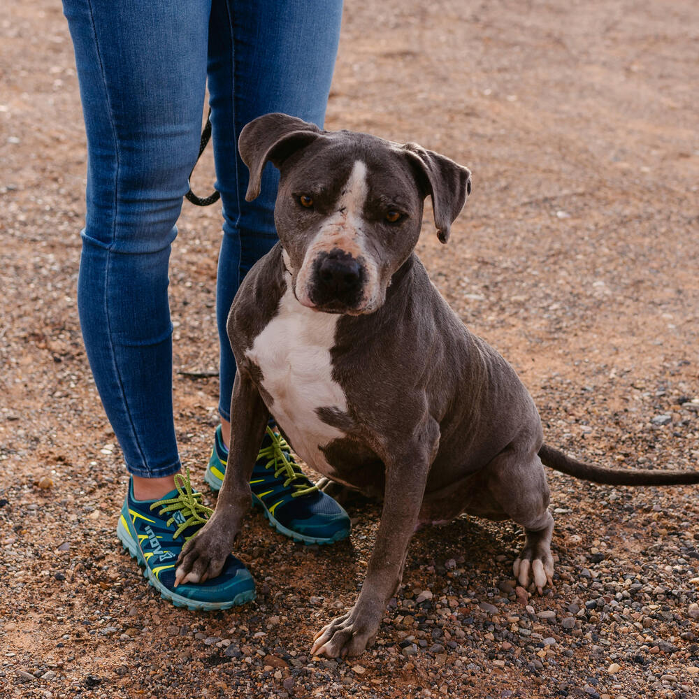 Gus, an adoptable Staffordshire Bull Terrier, Mixed Breed in Page, AZ, 86040 | Photo Image 3