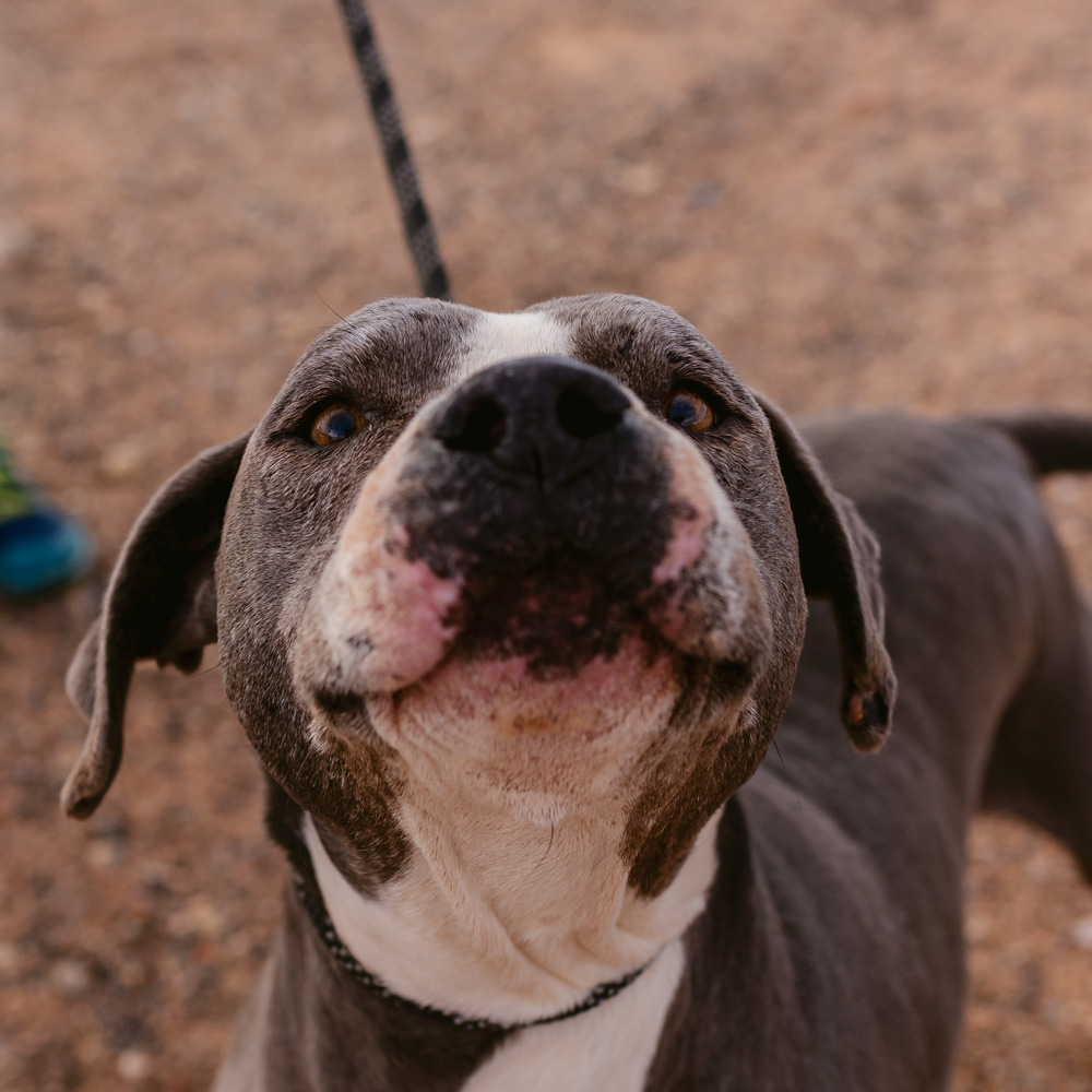 Gus, an adoptable Staffordshire Bull Terrier, Mixed Breed in Page, AZ, 86040 | Photo Image 4