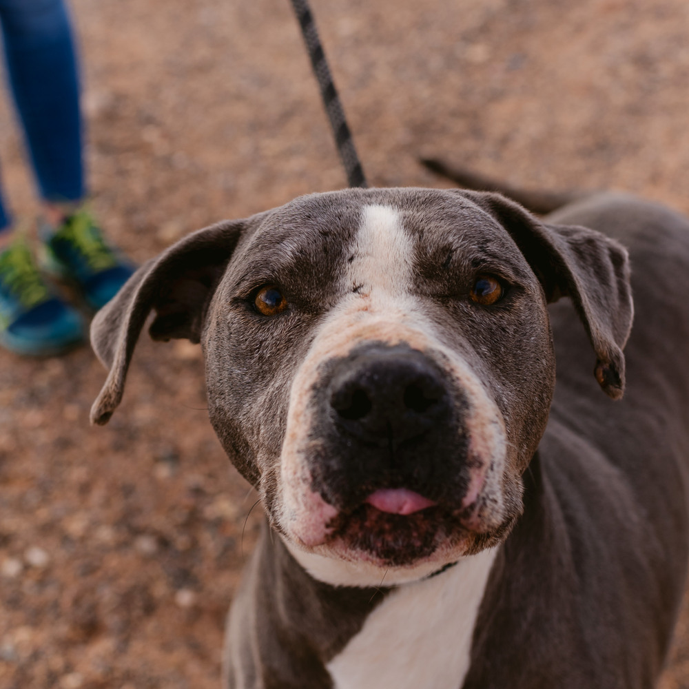 Gus, an adoptable Staffordshire Bull Terrier, Mixed Breed in Page, AZ, 86040 | Photo Image 5