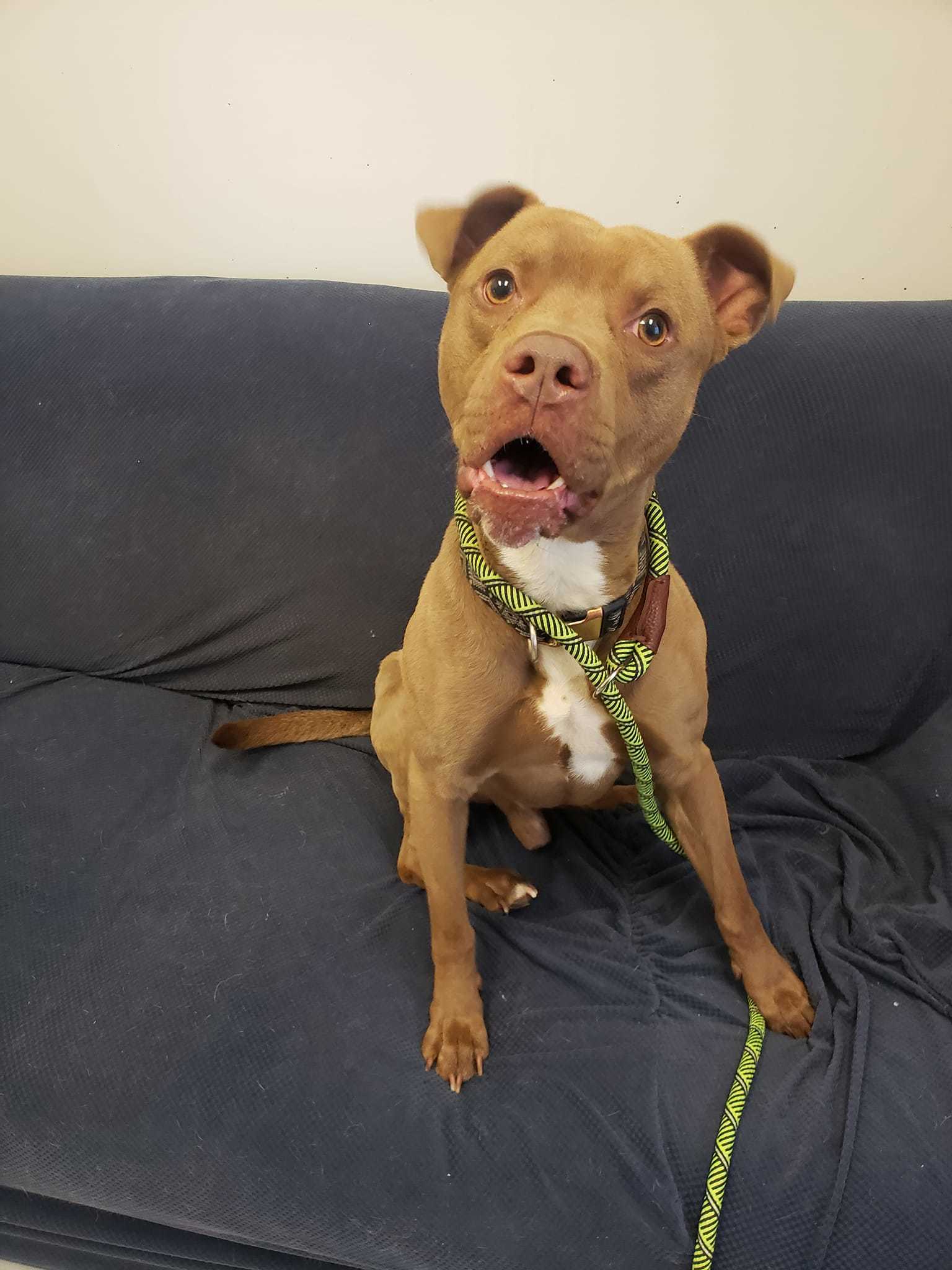 Flash, an adoptable Pit Bull Terrier, Boxer in Mount Gilead, OH, 43338 | Photo Image 1