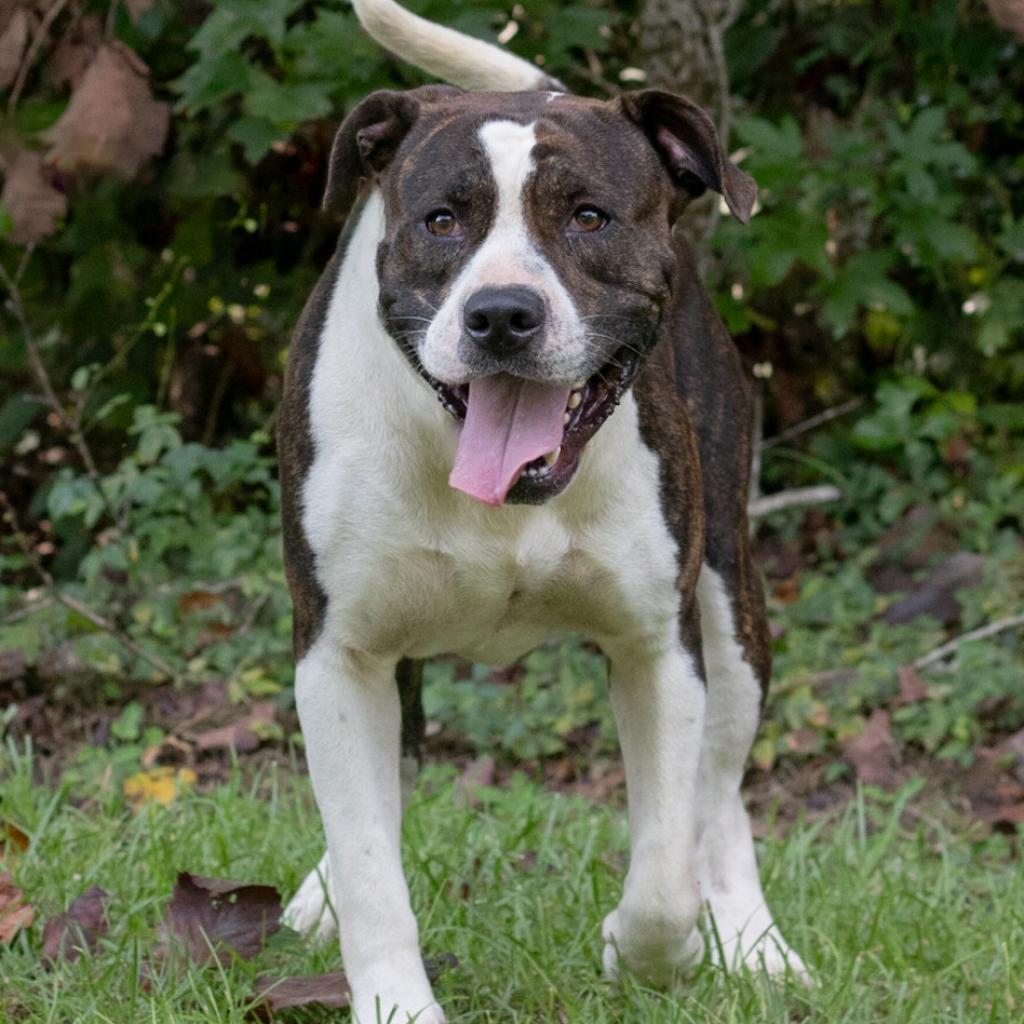 Bellamy, an adoptable American Staffordshire Terrier in QUINCY, FL, 32351 | Photo Image 1